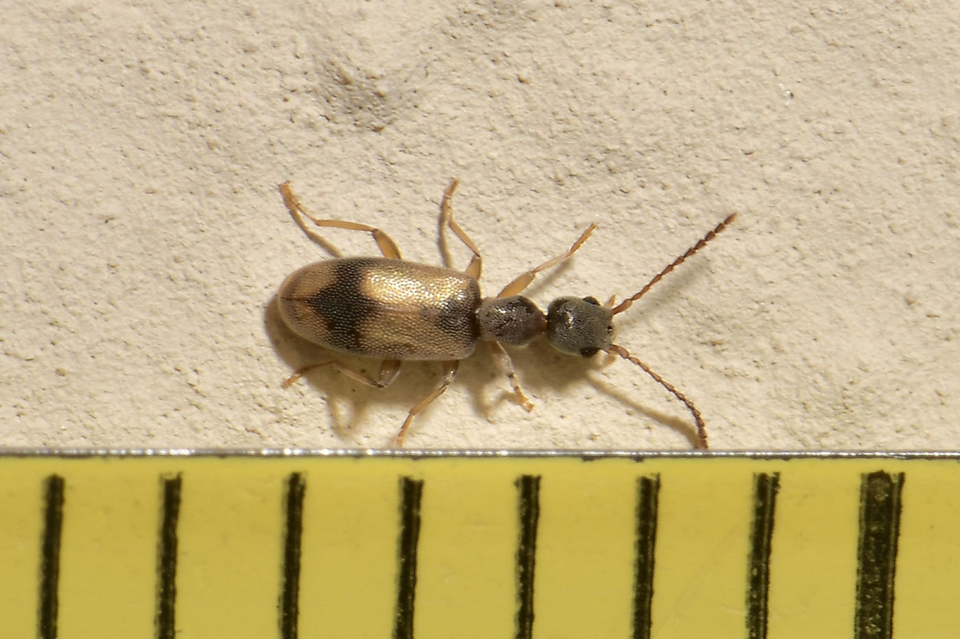 Anthicidae: Endomia unifasciata?  S